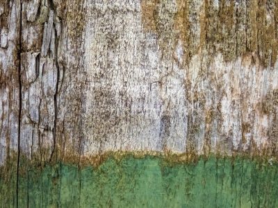 Green skin flakes away, grey grain meets the lower edge, grit marks the finish