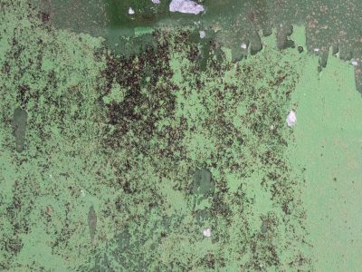 Green paint flakes away, dark speckles dot the surface, time erodes the skin