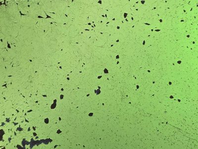 Green skin sheds away, dark gaps bloom across the field, cracks mar the surface