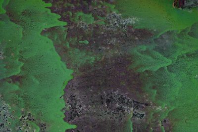 Green skin turns to dark, mottled patterns hold the surface, years leave a deep trace