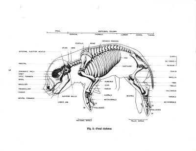 Ink maps out the bones, fetal structure on the page, life in lines of black