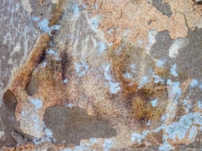 Layers curl and break, pale blue flecks on desert sand, time peels back the years