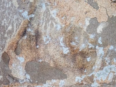 Old layers peel back, mottled paper flakes away, textures of the past