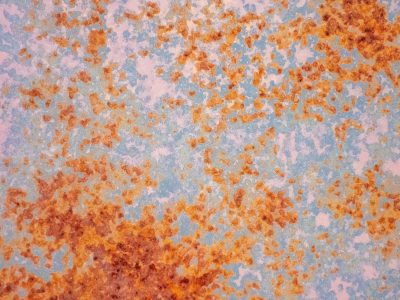 Orange blooms on blue, iron yields to steady air, surface turns to dust