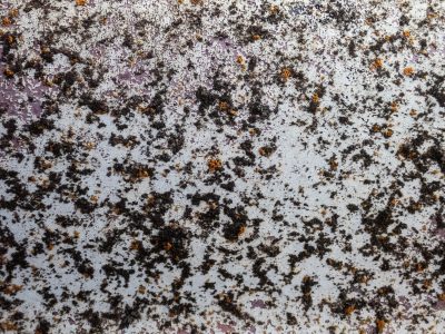 Orange blooms on grey, organic spots claim the field, grit marks the growth