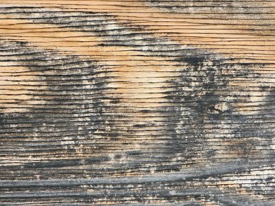 Orange skin lifts up, deep grain carves the heavy field, weather claims the wood