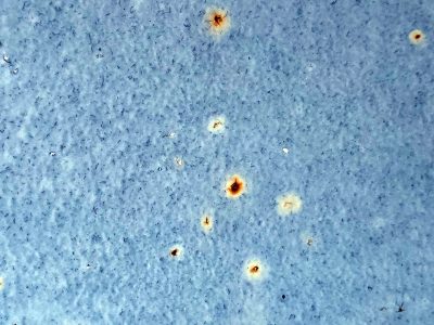 Pale blue surface fades, orange blooms of rust emerge, metal slowly yields