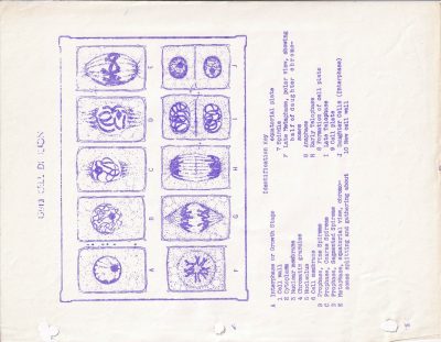 Purple ink on white, tiny cells divide and grow, knowledge on the page