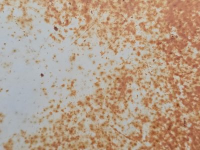 Rust blooms on the white, iron flakes in orange hues, steel yields to the air