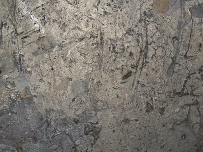 Silver skin holds fast, jagged lines trace the field, old marks leave a trace