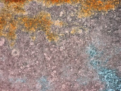 Teal mist holds the field, mottled patterns trace the skin, light catches the grit