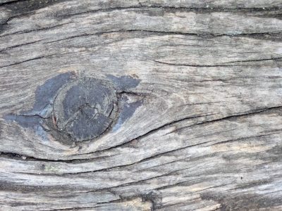 Weathered wood surface, a dark knot sits in the grain, cracks map out the years