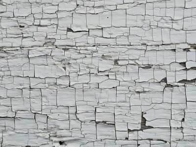 White flakes crack apart, ancient wood beneath the shell, time carves deep valleys