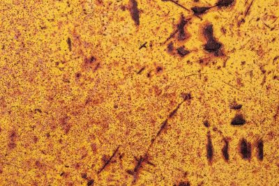 Yellow fields meet light, dark spots trace the heavy skin, light catches the grit