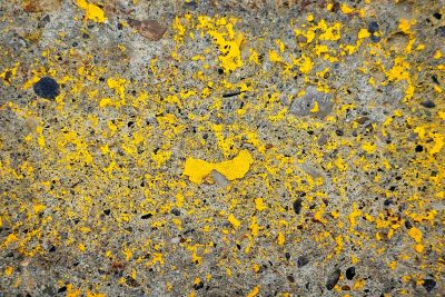 Yellow skin flakes away, jagged grey meets the light, grit marks the finish