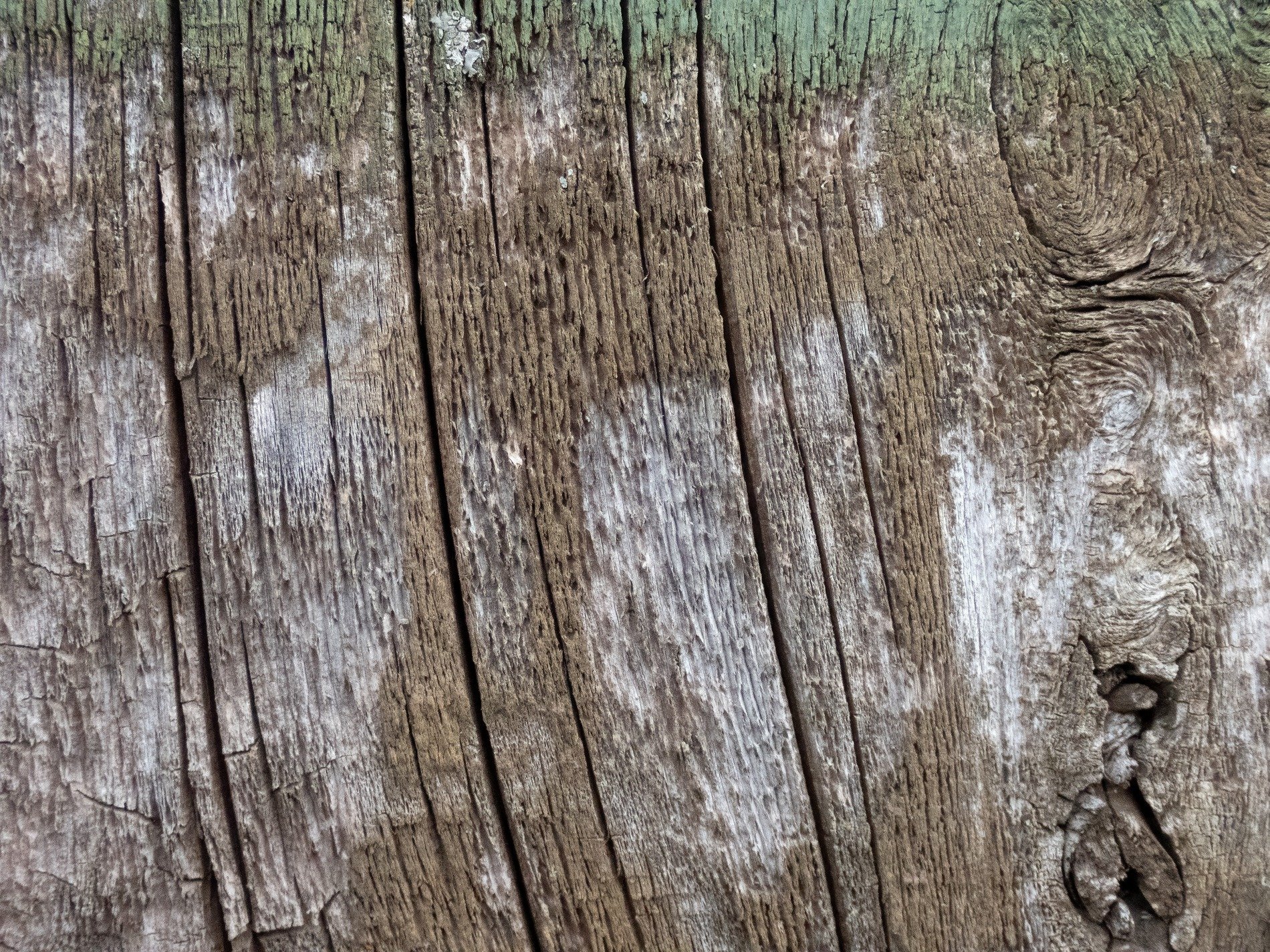 Weathered wood divides, deep cracks carve the ancient grain, moss hugs the rough edge