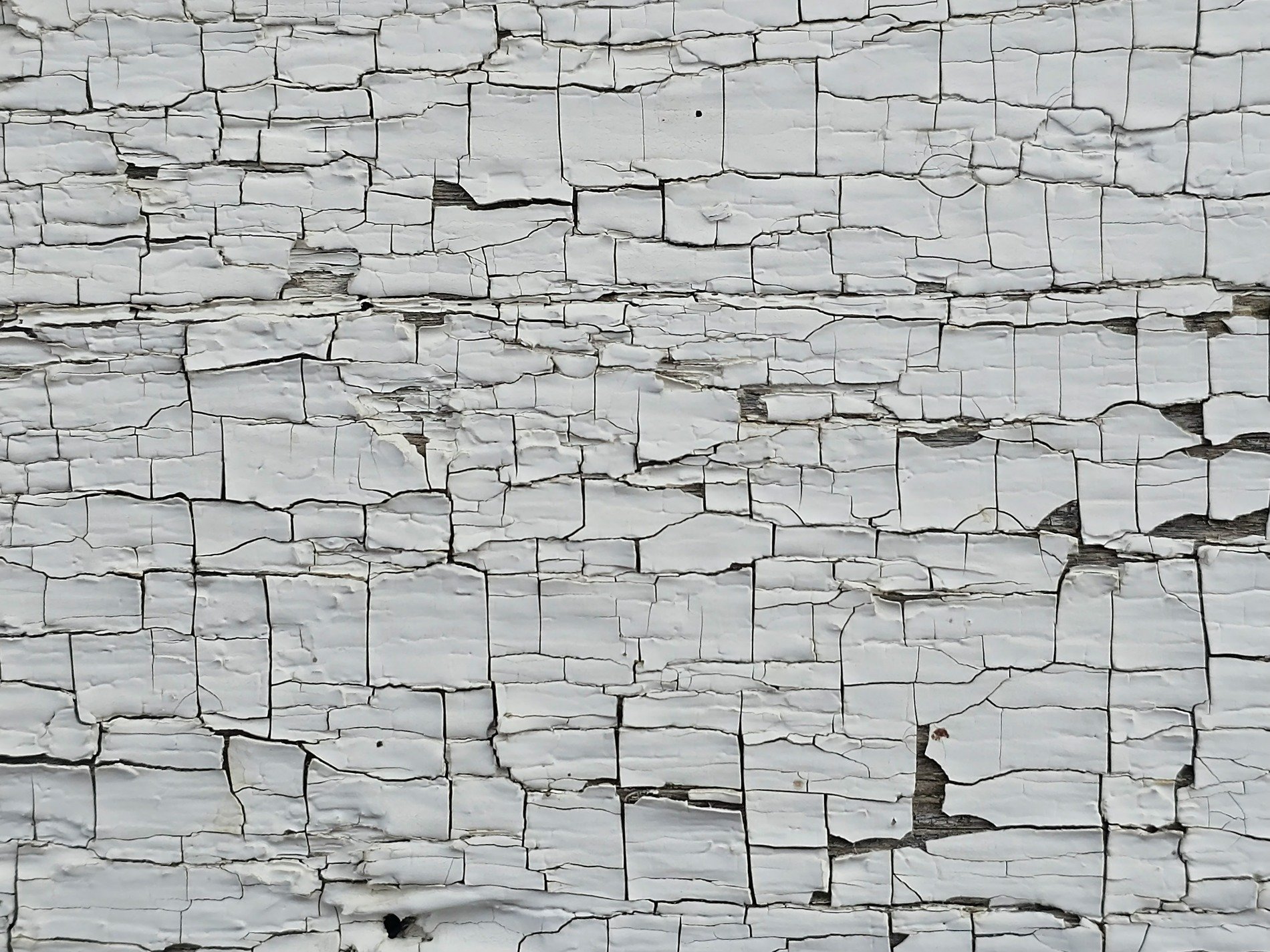 White flakes crack apart, ancient wood beneath the shell, time carves deep valleys