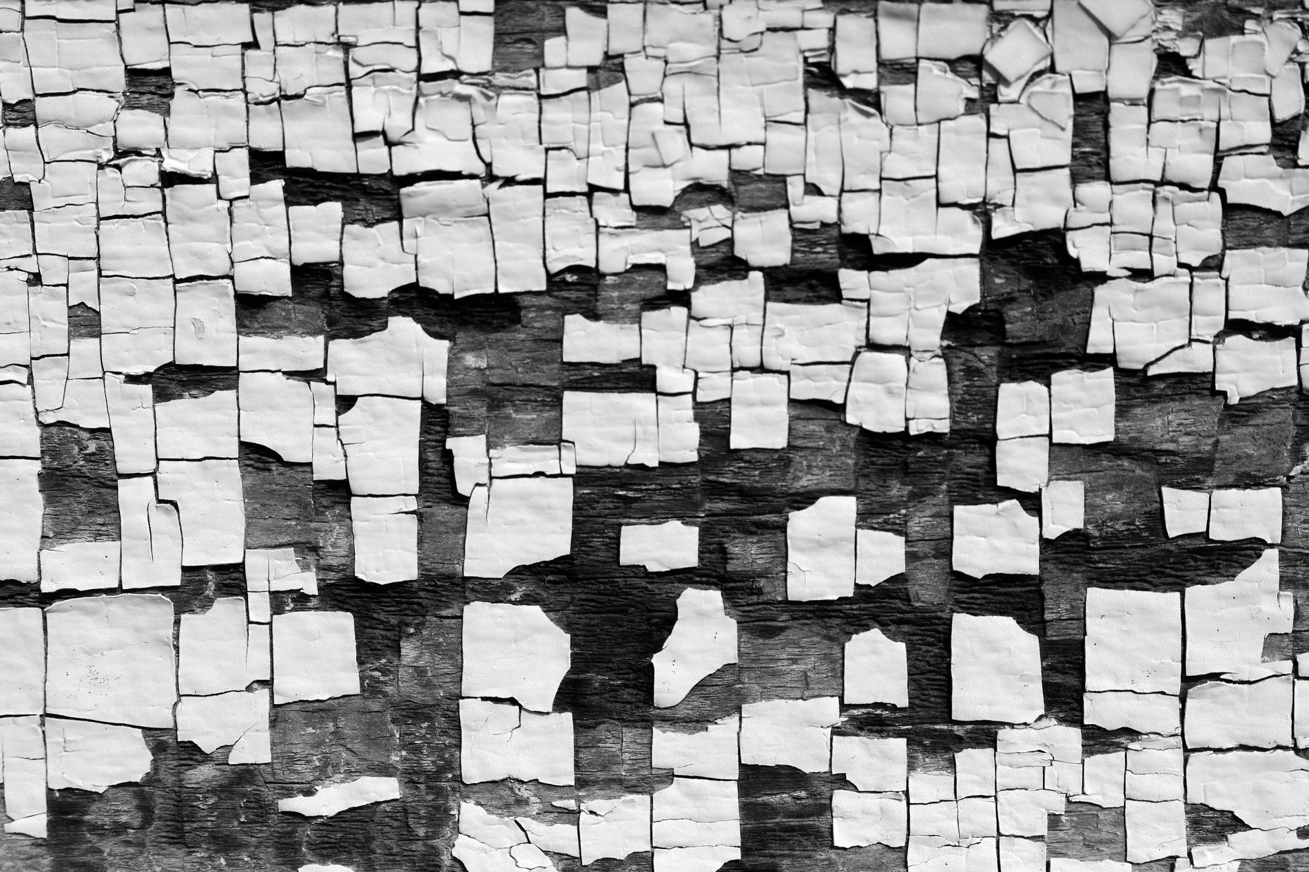 White flakes drift away, dark grain meets the heavy light, grit marks the wood skin