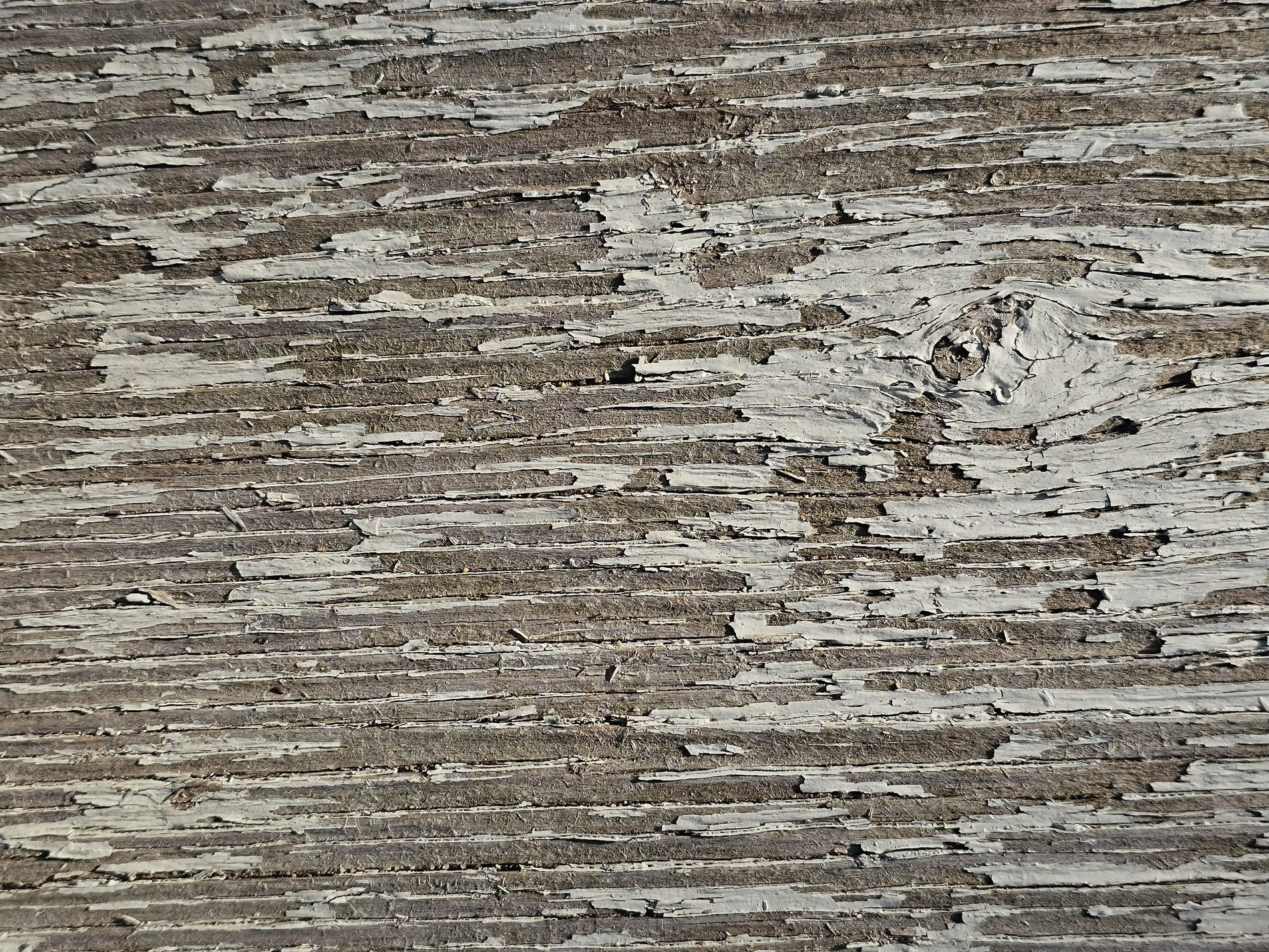White paint curls away, silver grain reveals the years, weathered wood endures