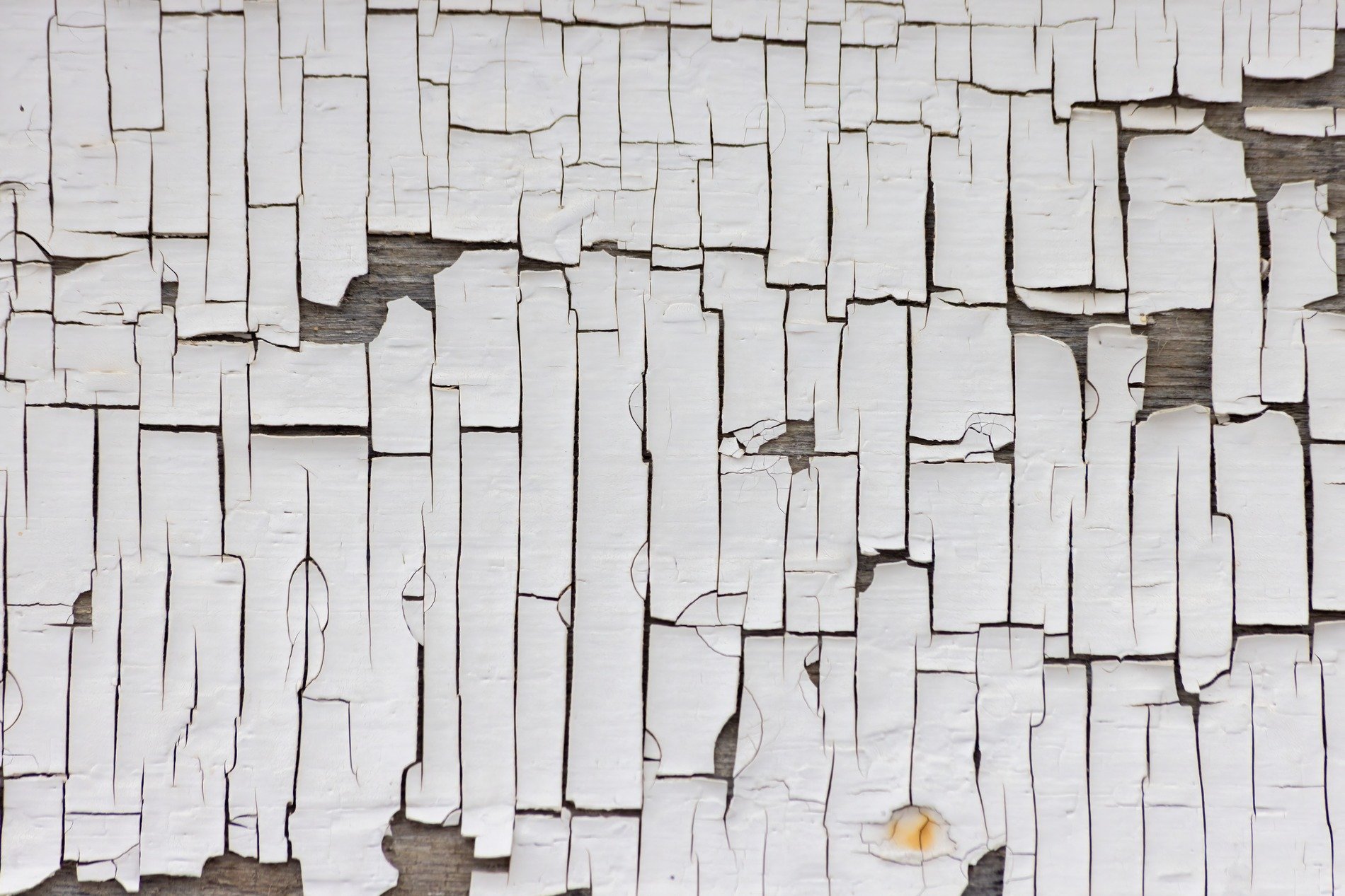 White paint curls away, wood grain waits behind the flakes, time breaks the surface