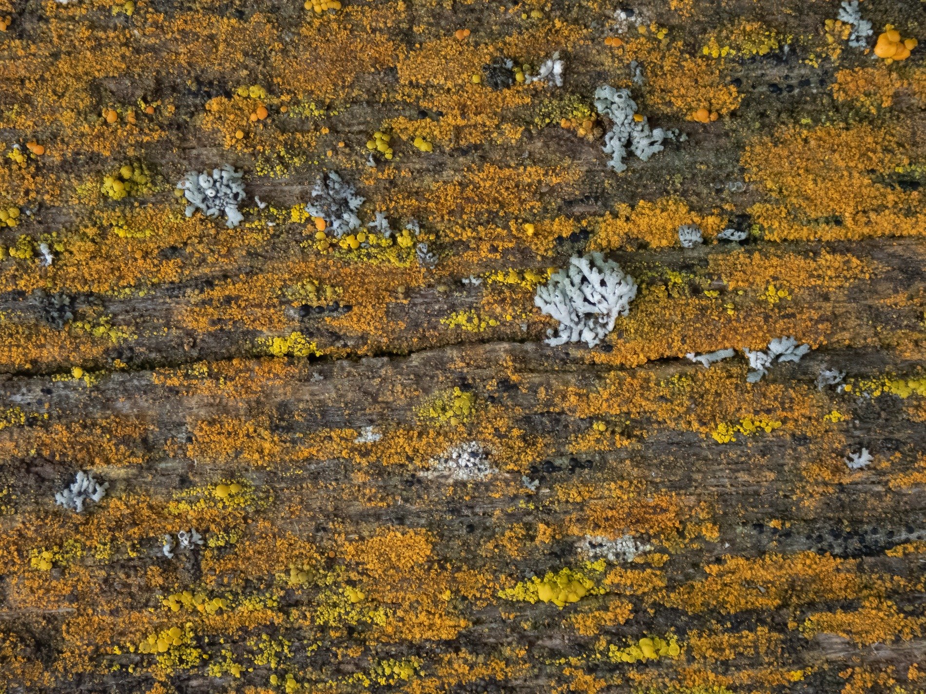 White traces haunt the grain, jagged paths meet the grey wood, time marks the finish