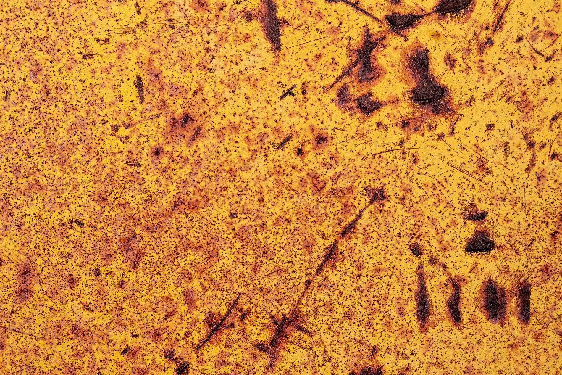 Yellow fields meet light, dark spots trace the heavy skin, light catches the grit