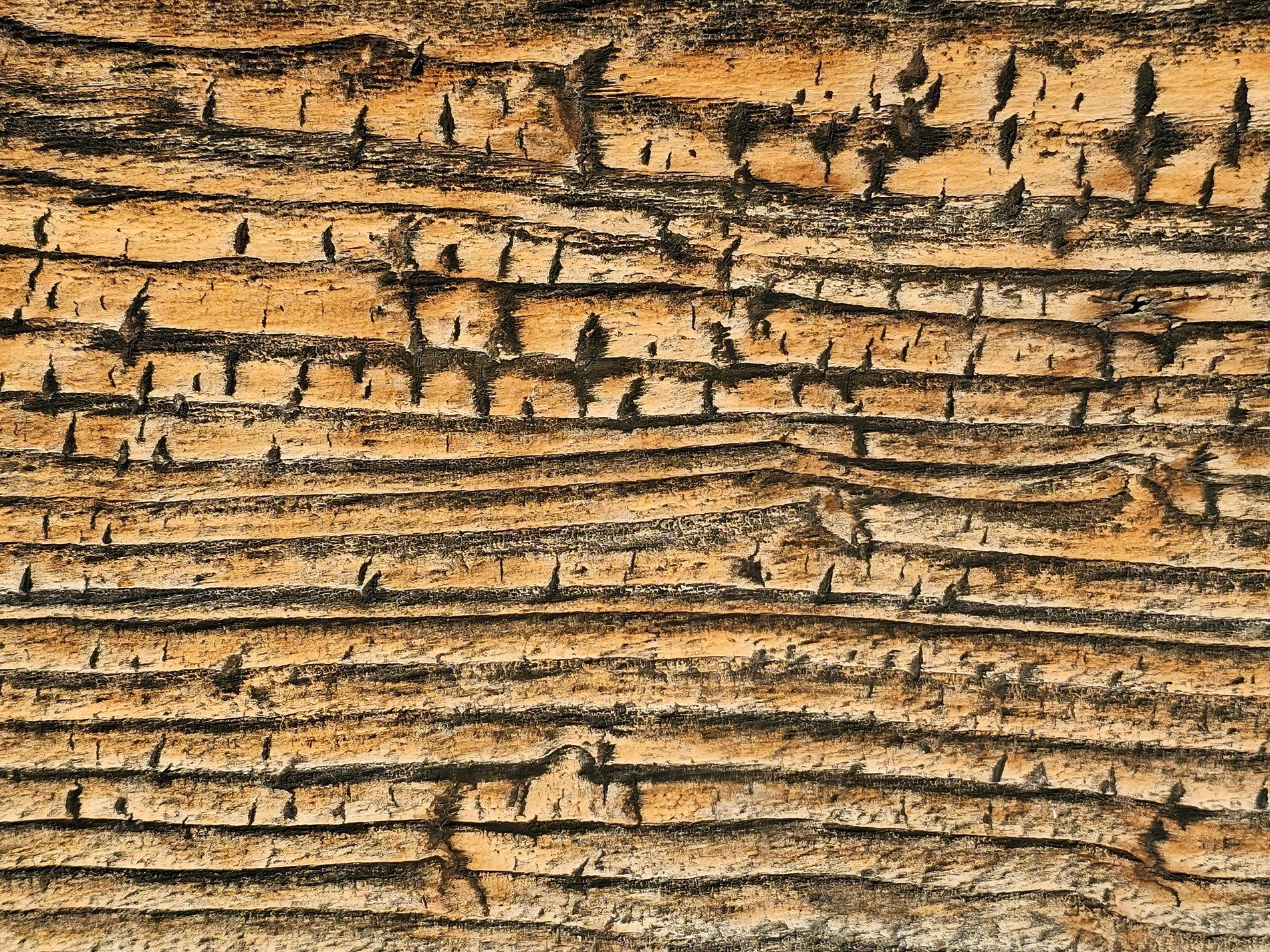 Golden wood is scarred, deep ruts tell of ages past, shadows in the grain