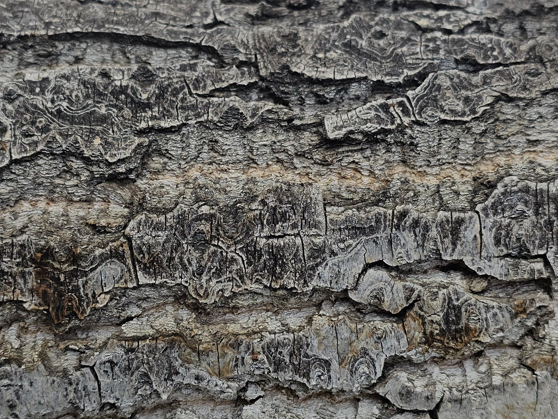 Grey skin of the tree, deep canyons in rough bark, time carved in the wood