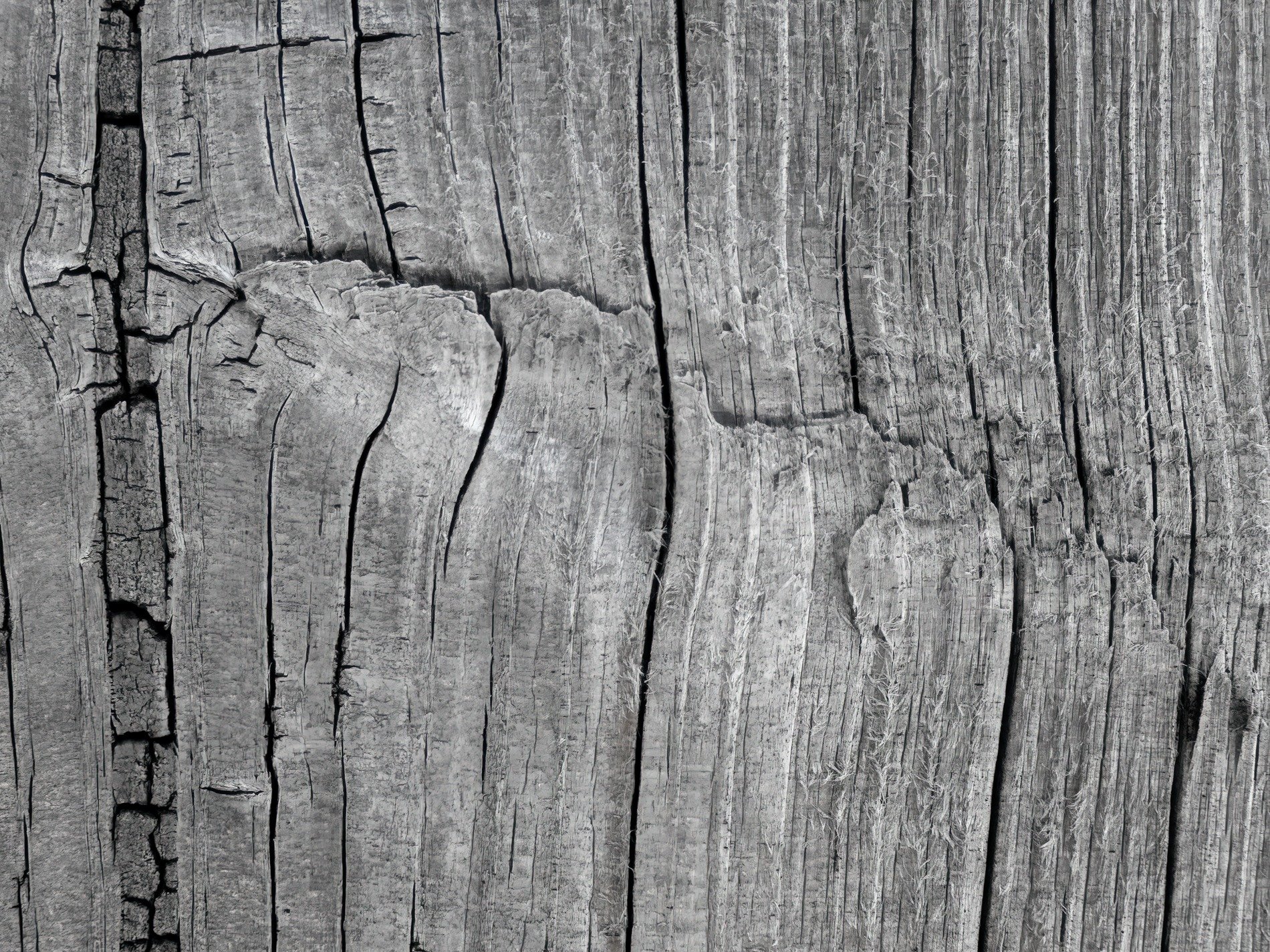 Silver wood is worn, deep cracks split the ancient grain, rough and weathered skin