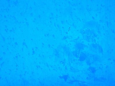 Bright blue field of paint, dark smudges mark the surface, traces of a hand