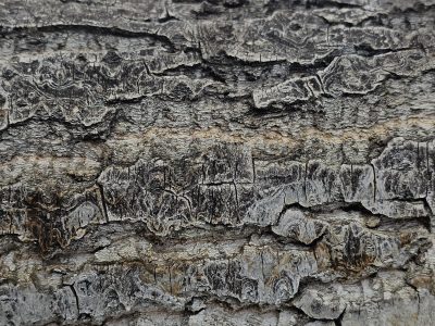 Grey skin of the tree, deep canyons in rough bark, time carved in the wood
