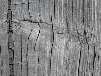 Silver wood is worn, deep cracks split the ancient grain, rough and weathered skin