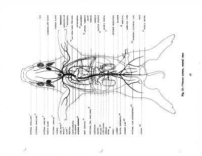 Veins trace out the path, ink defines the inner form, science fills the page