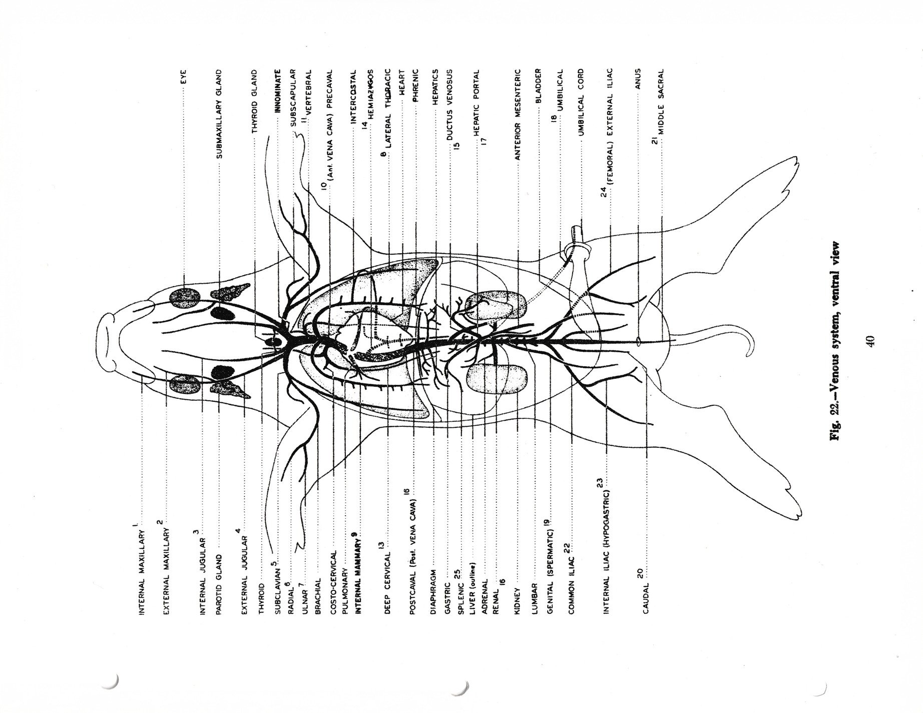 Veins trace out the path, ink defines the inner form, science fills the page